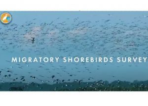 Migratory Shorebird Survey in Pantai Cemara Jambi, Indonesia