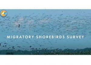 The Survey and Workshop on Management Planning of Pantai Cemara, Jambi and Far Eastern Curlew Conservation