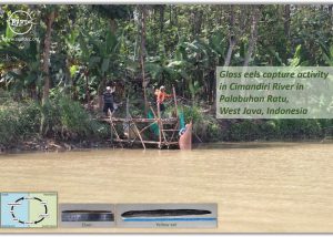 Fate of Anguillid Eel Fishery of Indonesia during the Covid-19 Pandemic