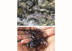 Regular Survey for Eel Catch Sampling in Pelabuhan Ratu, Indonesia